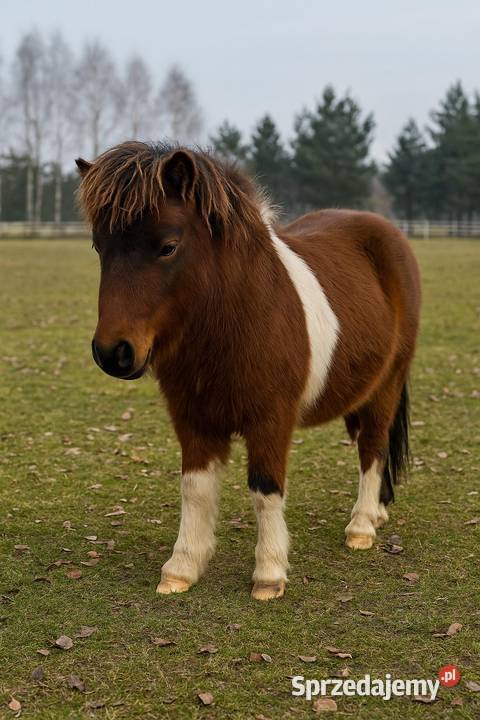 Kucyk Ogier na Sprzedaz Paszport zarejestrowany Biadoliny Szlacheckie sprzedam