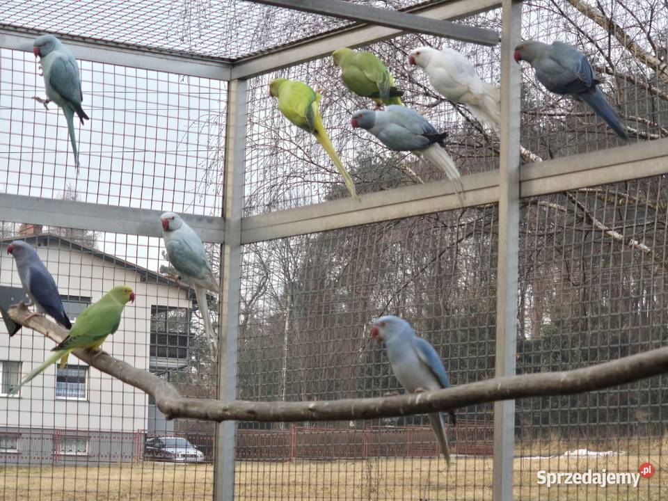 Aleksandretty obrożne mutacje 25r Rybnik