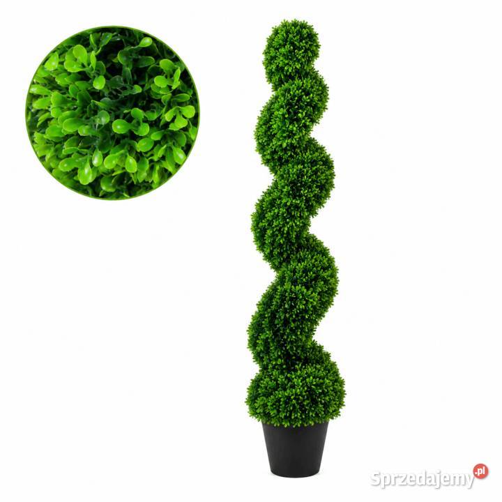 Stylowy bukszpan w formie spirali 120 Golkowice