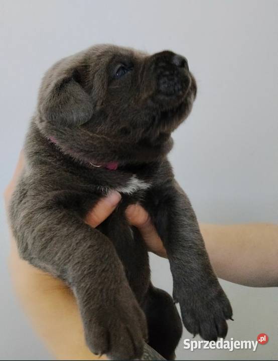 Cane Corso Italiano Łuków