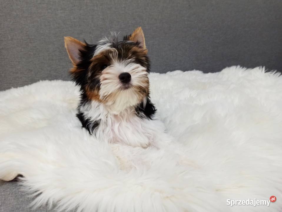 Do odbioru York Biewer 100 Rodowód IHR Czip BEZ York