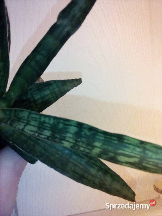 Sansewieria ciekawa odmiana kolorystyczna w Rośliny sprzedam
