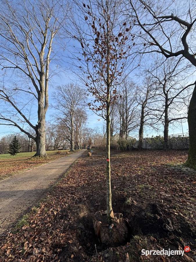 Mulczowanie koszenie wycinka darniowanie usługi Tarnów