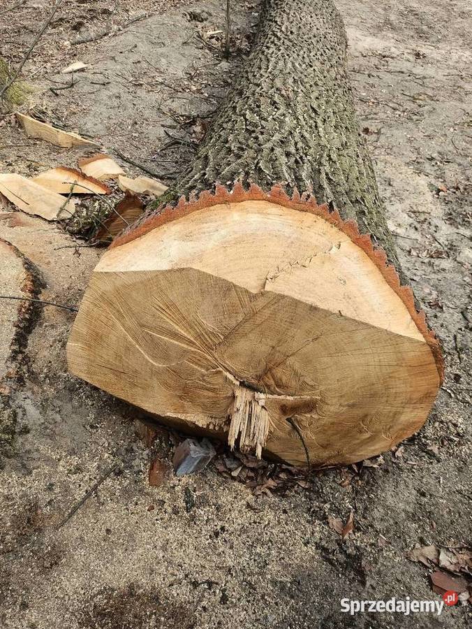 Dąb kłoda sprzedam
