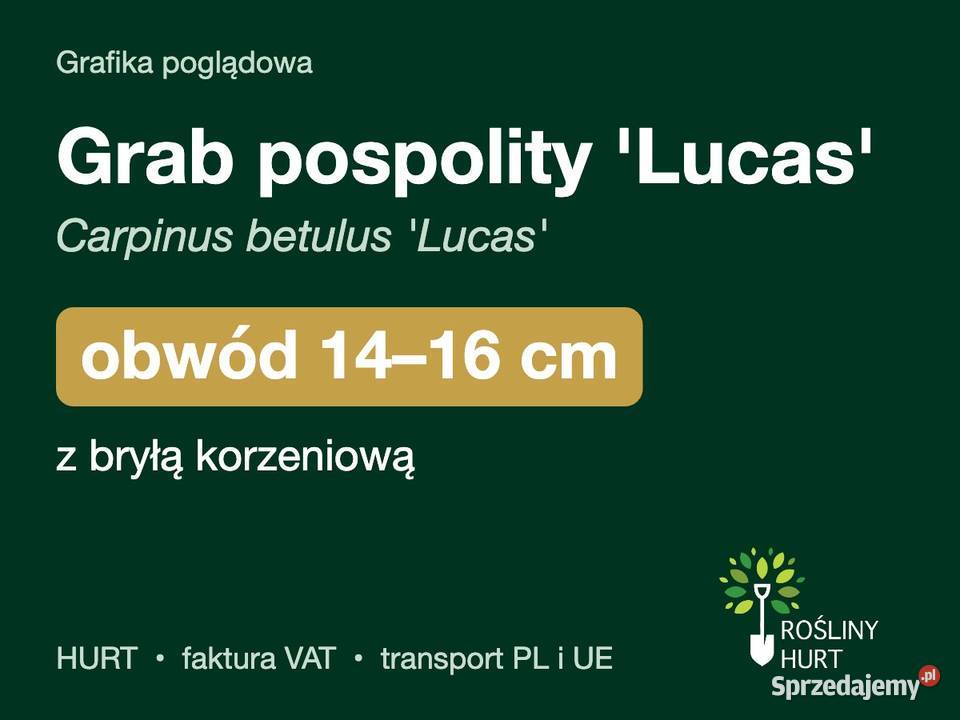 Grab pospolity Lucas obwód 1416 z bryłą HURT