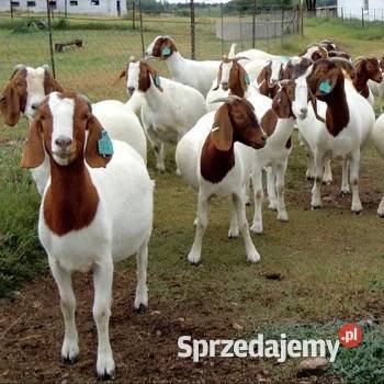 Bur sprzedam kozy opolskie Opole