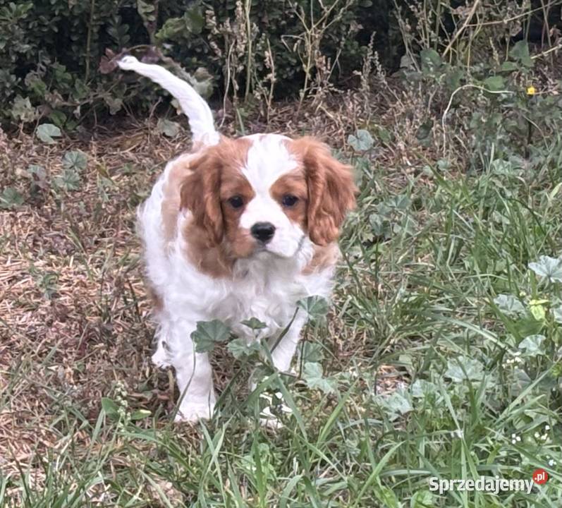 Cavalier King charles spaniel Mrocza
