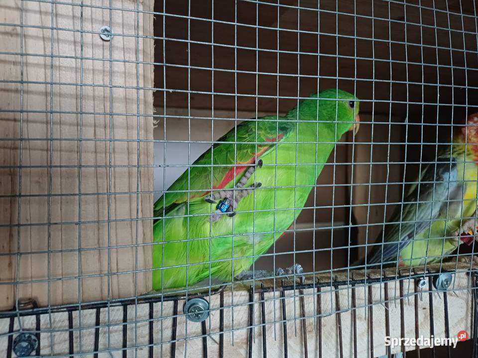 Papuga czerwnoskrzydła samiec Przemyśl sprzedam