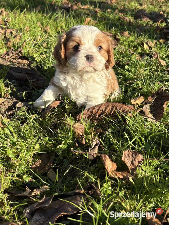 Cavalier King Charles Spaniel Blenheim Tricolor Cavalier King Charles Spaniel Tarnów