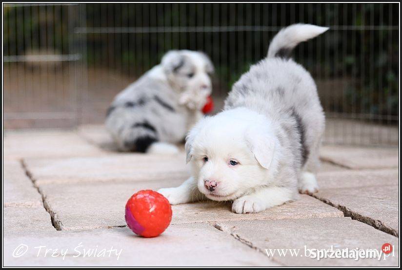 Border Collie szczenięta rodowód ZKwP FCI Pozostałe Poznań sprzedam