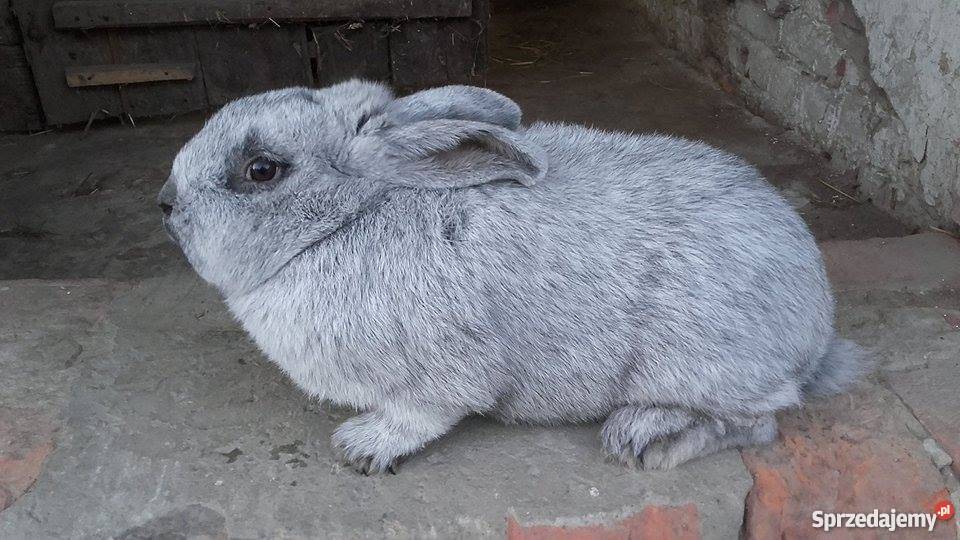 Samiec Wielki Jasnosrebrzysty Kraśnik