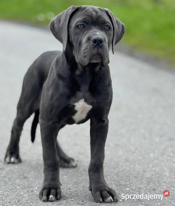 Szara wyjątkowa suczka Cane Corso ZKwPFCI małopolskie Zakopane sprzedam