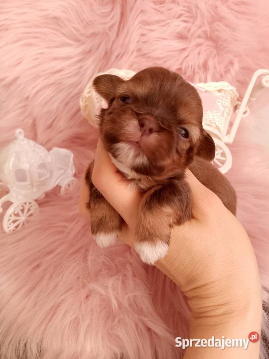 Czekoladowa suczka rasy ShihTzu Namysłów sprzedam