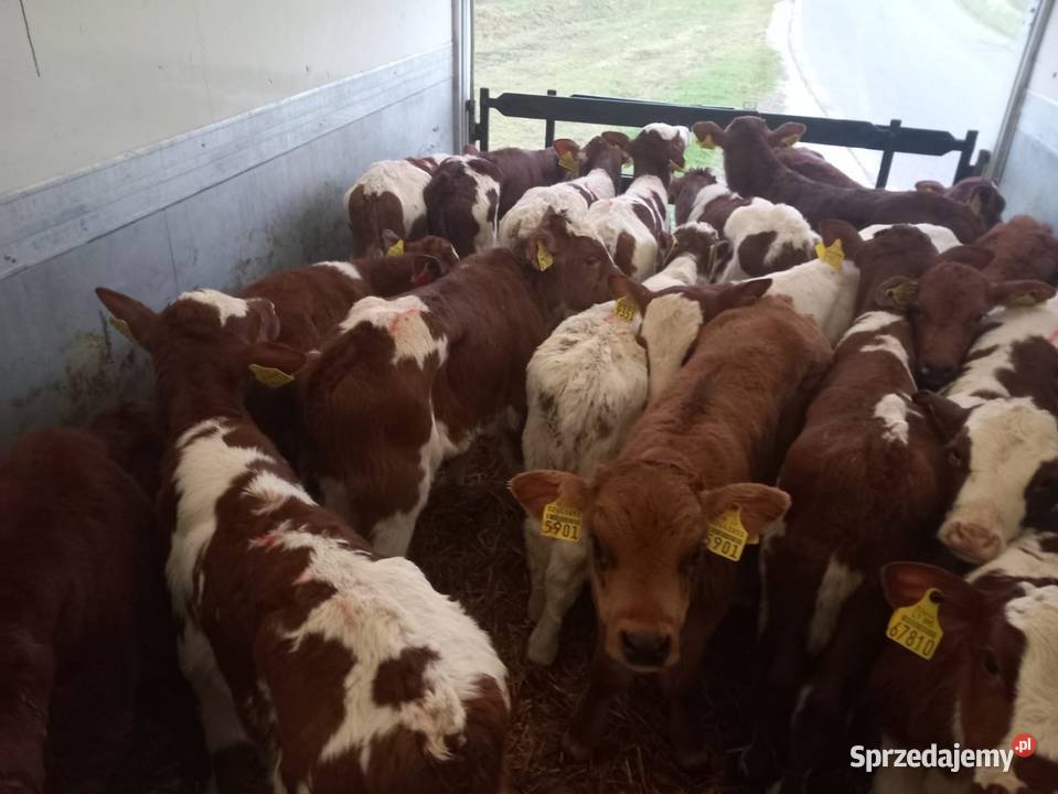 Sprzedam byczki różne razy Solec Kujawski
