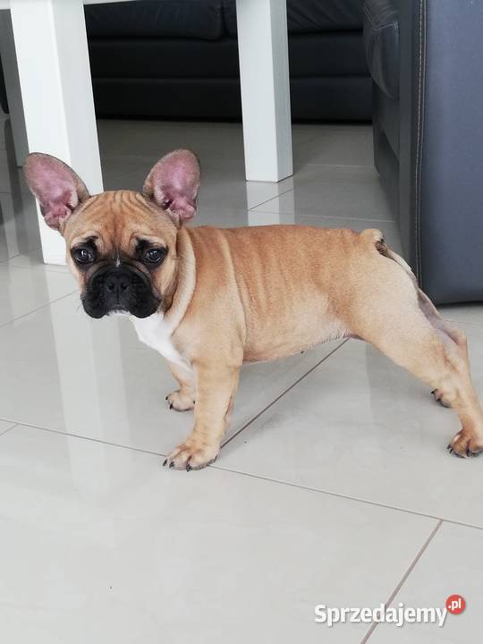 Buldog francuski Buldog Siedliska