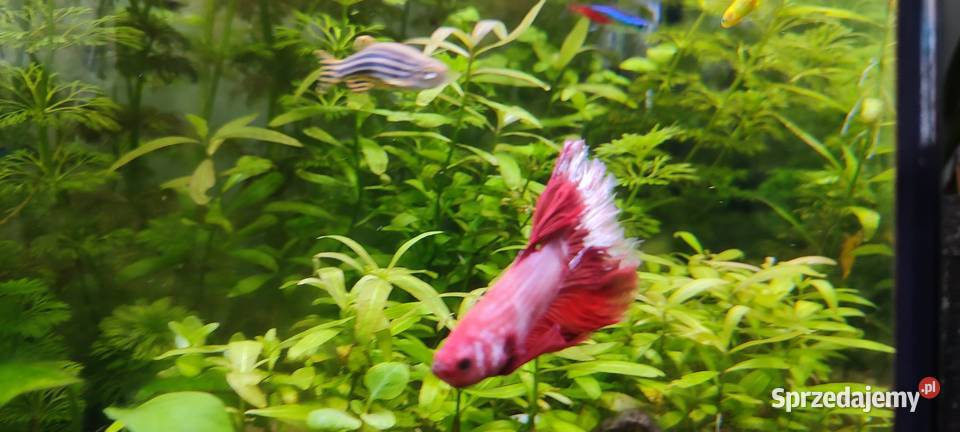 Sprzedam samca bojownika