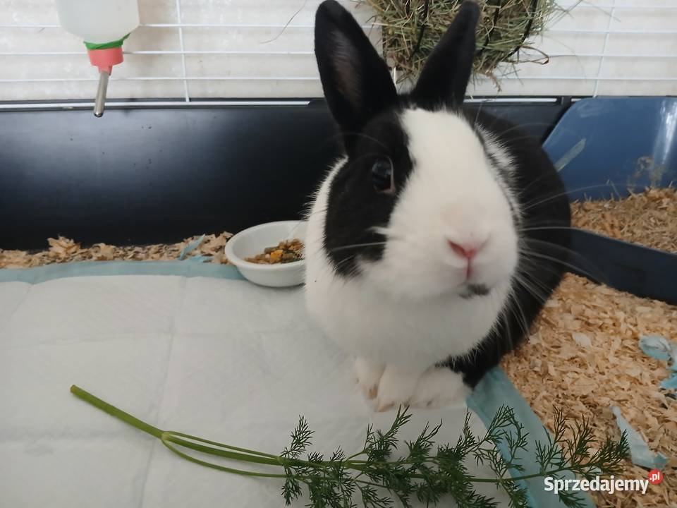 Sprzedam Królika Gryzonie Szczecin