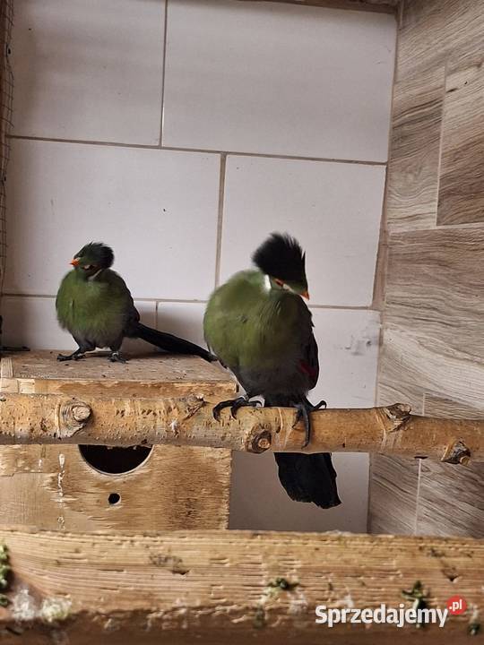 Turako białouche para Ptaki śląskie Niewiesze