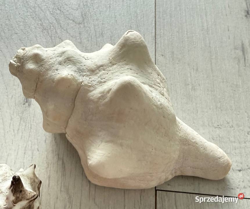 Muszle muszelki muszla naturalne ZANZIBAR Pozostałe Łódź