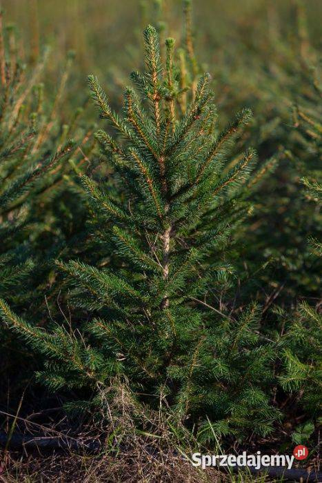 Świerk pospolity Picea abies na żywopłot 7090 z