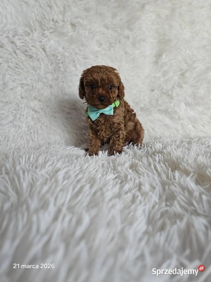 Pudel toy Genetyka Wyszków