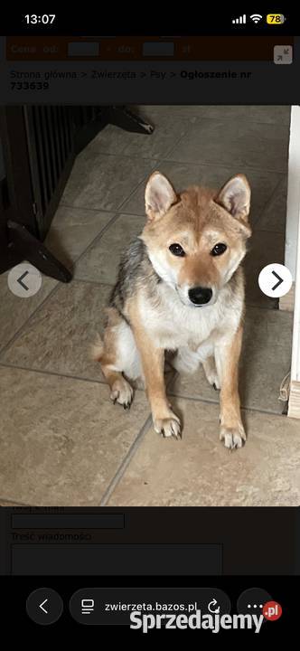 Oddam Suczkę Shibe Inu