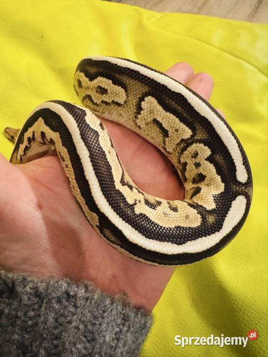 Pyton królewski samiec savannah cinnamon mojave śląskie Jastrzębie-Zdrój