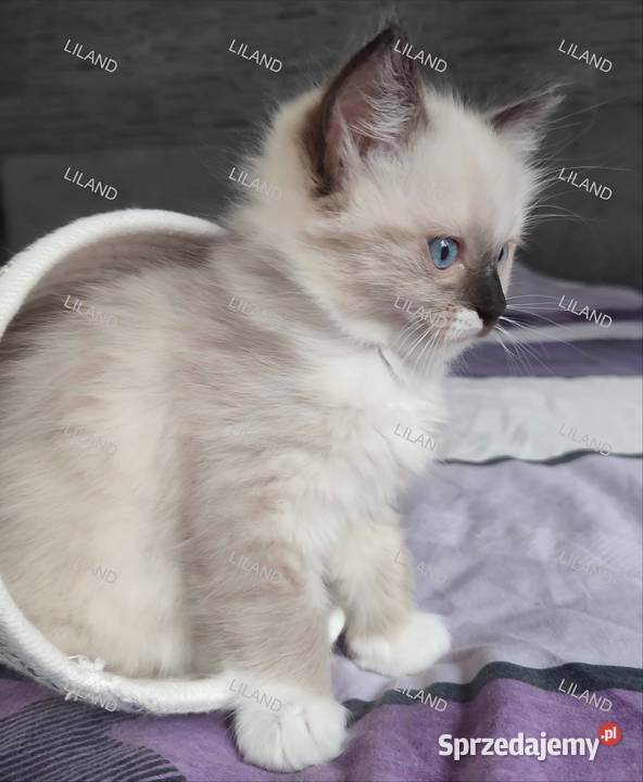 Koteczka Ragdoll na listopad spokojna Rodowód