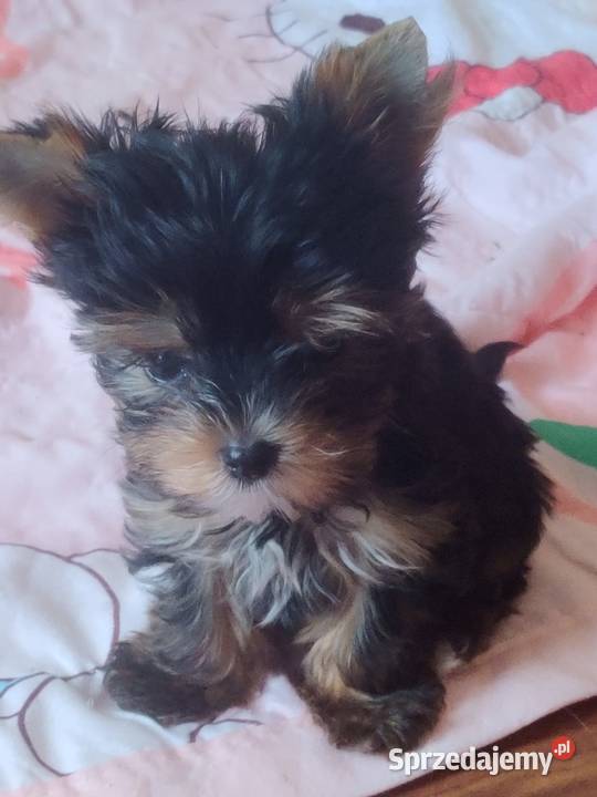 HONEY piękna suczka Yorkshire terrier Biewer małopolskie