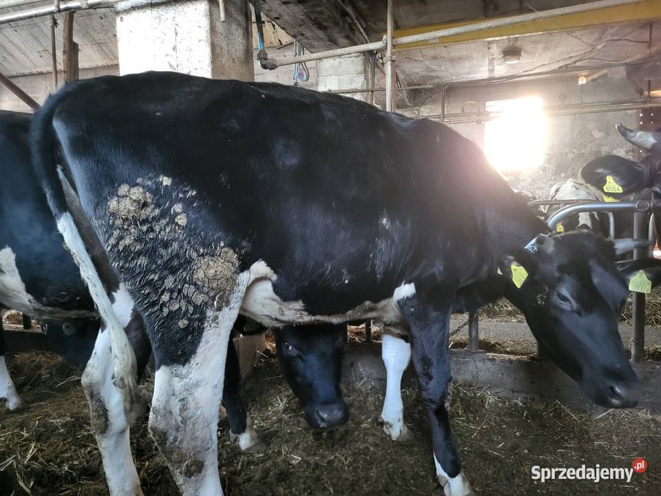 Jałówki wysokocielne Bydło Mała Wieś