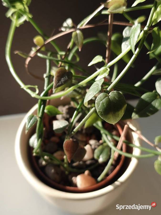 Ceropegia sukulent toinowate roślina w osłonce Kaktusy i sukulenty