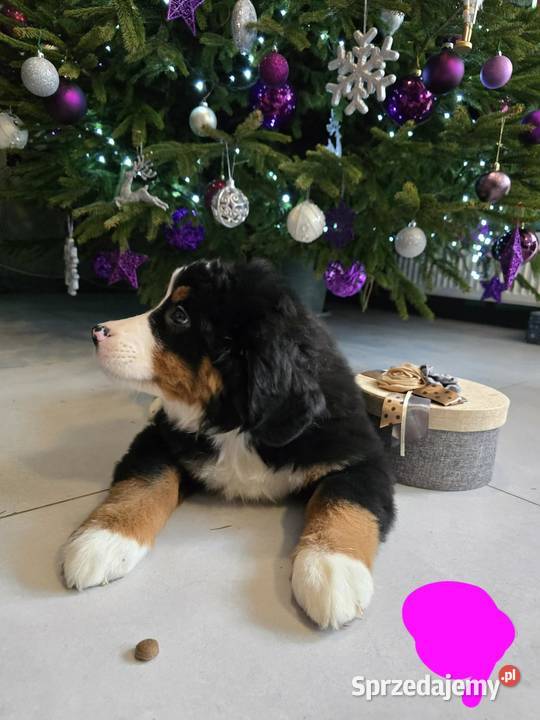 Berneńczyk czyli Berneński Pies Pasterski