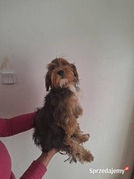 York Terrier Starachowice