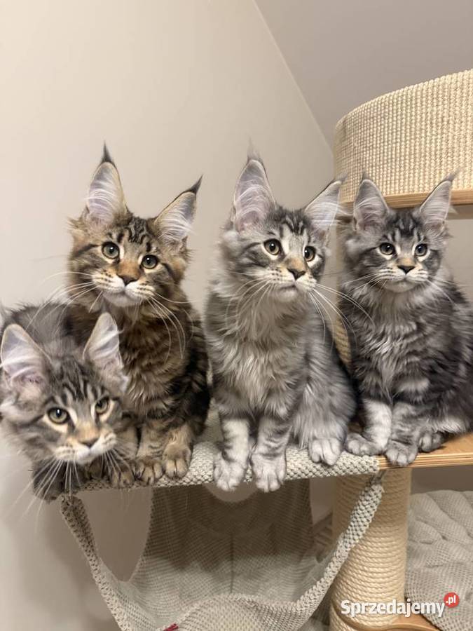 Sprzedam kota Maine Coon FPL Skierniewice