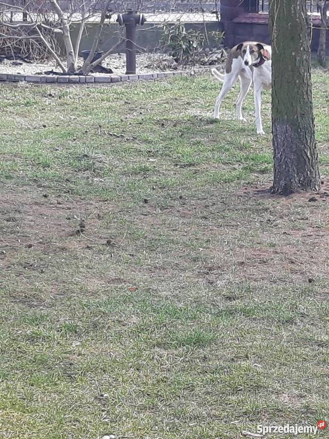 Chart polski śliczne szczenięta