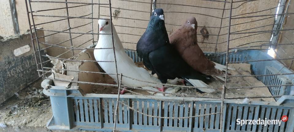 Sprzedam gołębie orliki i mewki sprzedam