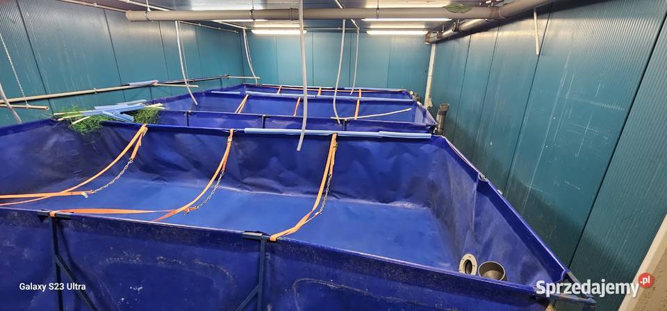 Zestaw do hodowli krewetek ryb Biłgoraj