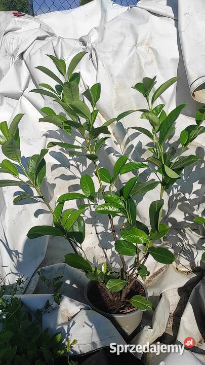 Laurowiśnia 70 Różne odmiany podkarpackie Radymno