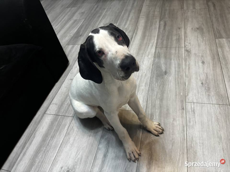 SZCZENIE DOG NIEMIECKI Grodzisk Wielkopolski sprzedam