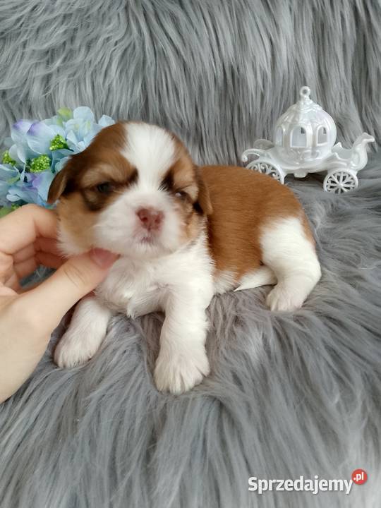 Śliczny biało złoty chłopak z czekoladowym Shih Tzu Namysłów