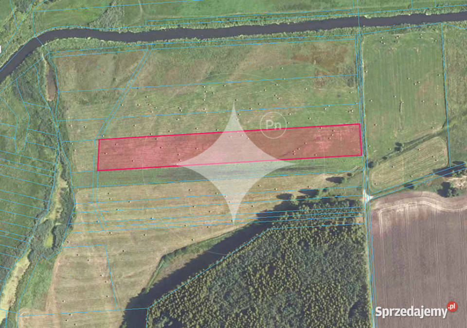 Łąka Horbów Kolonia gm Zalesie pow bialski Horbów-Kolonia