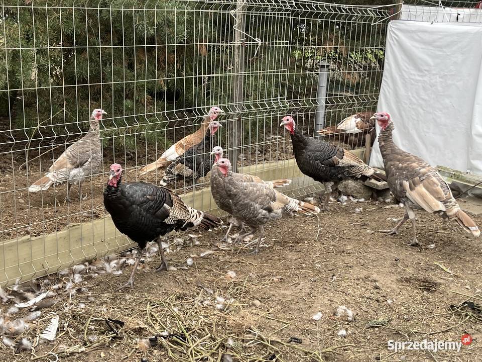 Przepiękne indyczki mazowieckie Mława