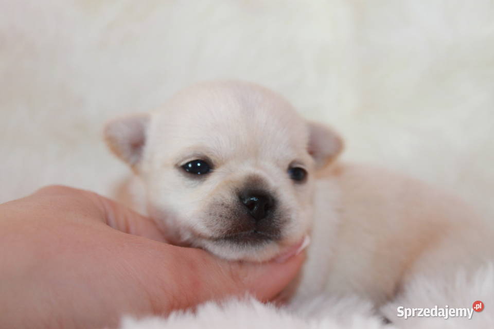 Chihuahua długowłosy chłopiec ZKwP FCI z zachodniopomorskie Świnoujście sprzedam