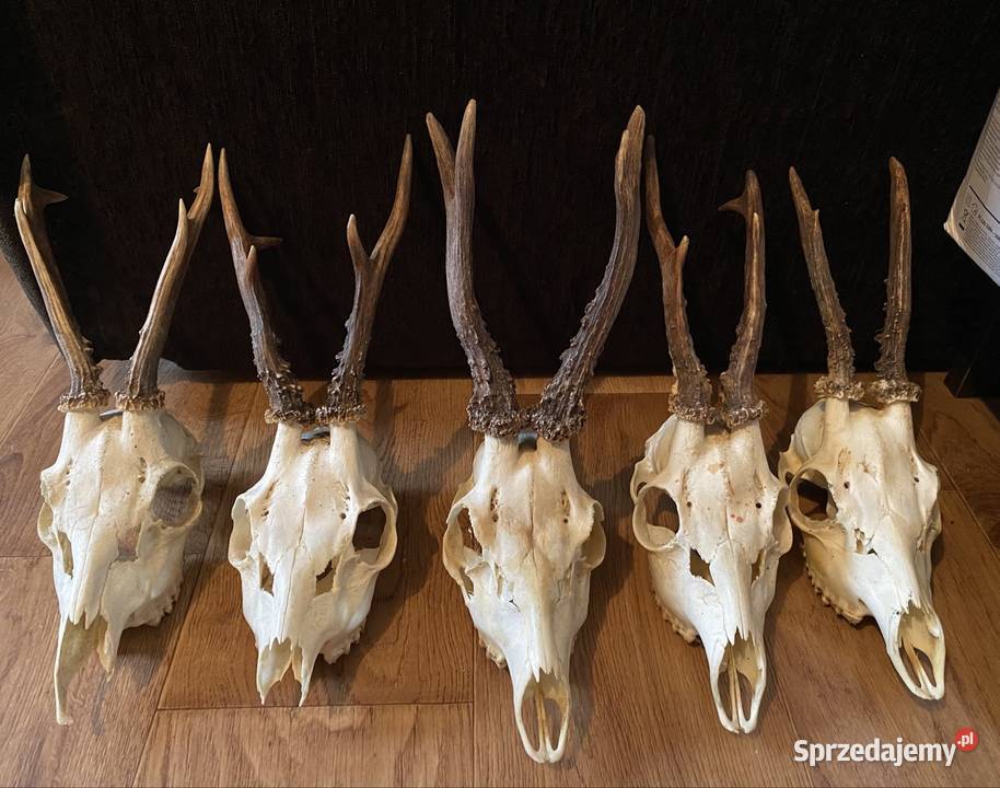 Koziołki Porostki Poroże Bisztynek