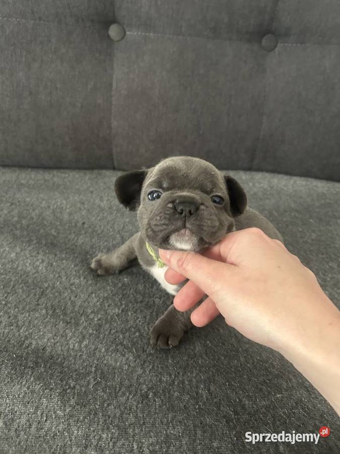 Buldog francuski pomorskie Malbork
