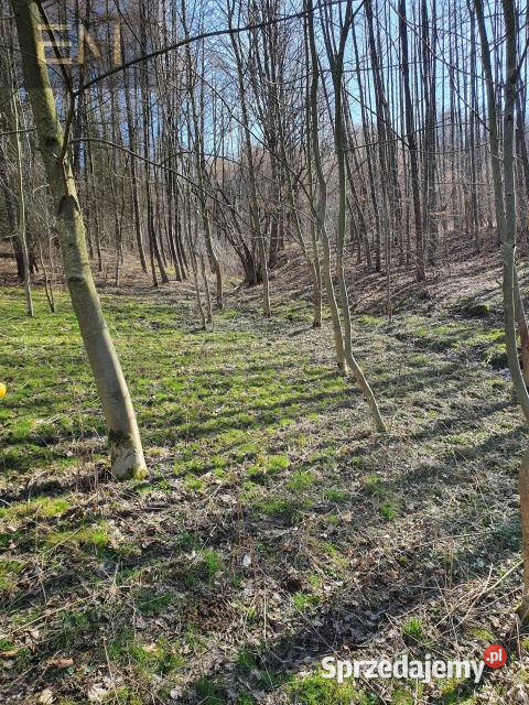 Działka 5000m2 Jazowa