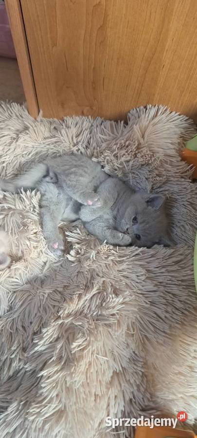 Rezerwacja Kocurek brytyjski liliowy Wrocław