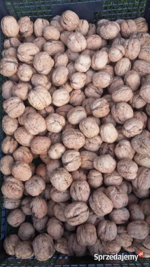 Orzechy włoskie Jacki lubelskie Radawczyk Drugi