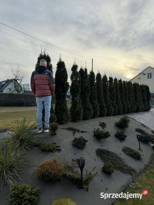 Tuje szmaragd 2 metry kopane z gruntu Sieklówka