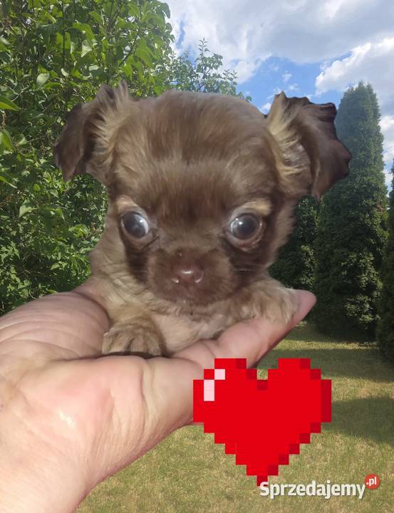 Chihuahua sunia długowłosa FCI